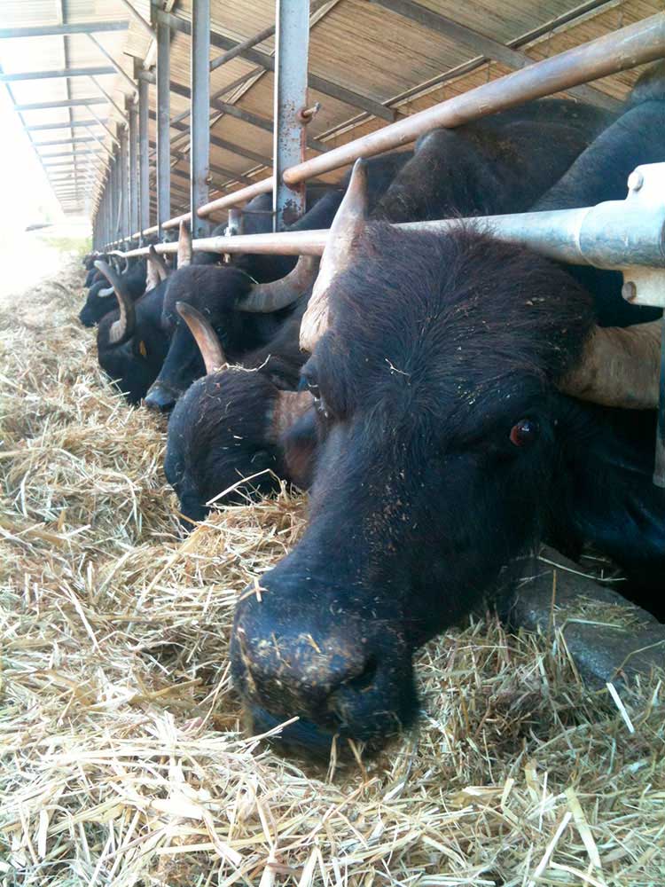 Ферма черных буйволиц в Кампании (Италия)